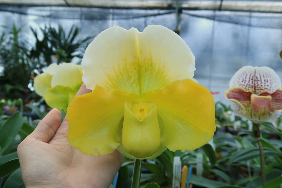 株 東京オーキット ナーセリー とても大きい黄花の初花が咲きました ペタル幅が7 7cmもあります Vs14 108 Paph Amarillo Star Leo X Emerald Stone Perfection 写真には写っていないですが 写真を撮っている新入社員n澤もドヤ顔をしています