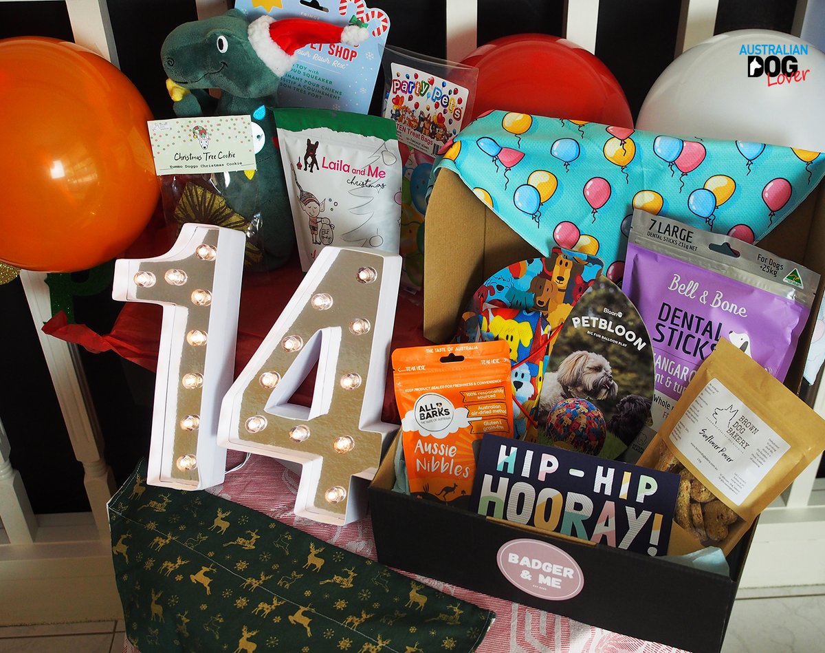 OzDogLover's tweet image. We recently celebrated Conner's 14th Birthday!🎁🥳
This was the chance to trial &amp;amp; review #BadgerandMe, one of the new #petboxes in 🇦🇺. Discover their "Build Your Own Box" option where you select #dogtoys, #dogtreats &amp;amp; fashion accessories to suit your #dog! australiandoglover.com/2020/11/badger…