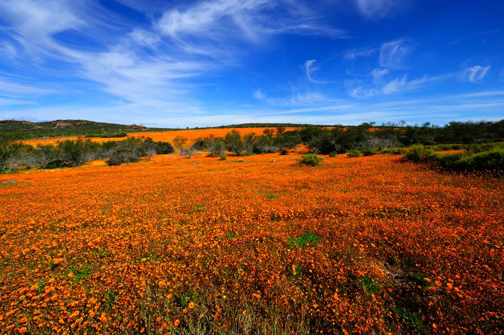TourvestDM's tweet photo. The #Namaqualand #FlowerRoute ๐
The #wildflowers are a phenomenon that never ceases to amaze & delight, offering travellers a breathtaking exhibition of nearly 4,000 different plant species. ๐ธ๐บ๐ท๐ป
๐ธStephanie Periquet
@Tourism_gov_za @satravelready @SATravelTrade @ShotLeft https://t.co/DITy0kIvQo