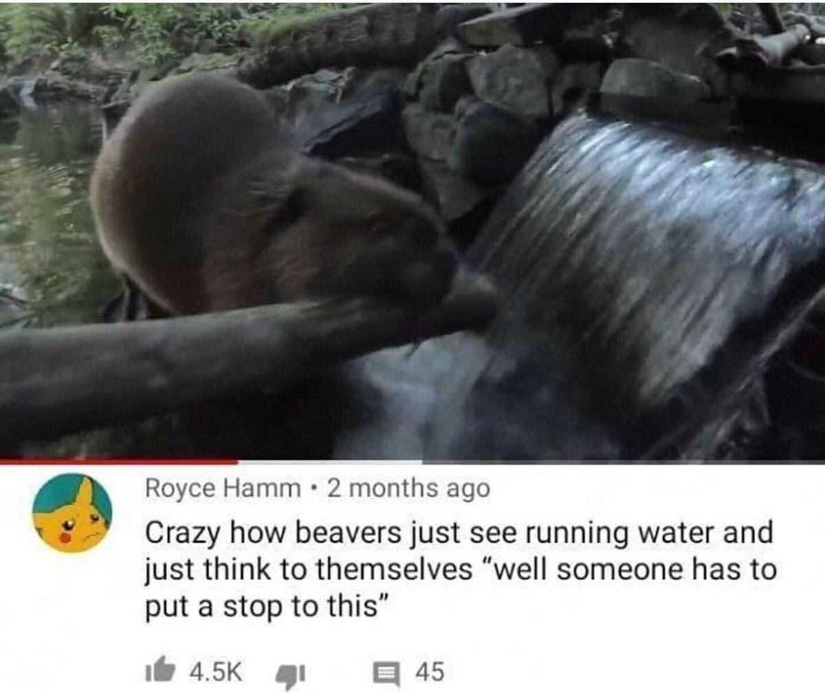 CAPYBARA_MAN's tweet photo. https://t.co/vTvhjgKgiG