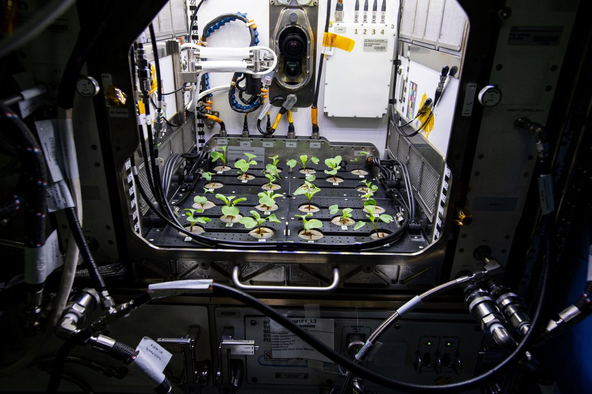 ETrinitymirror's tweet image. NASA grows radishes in space
Located in Europe’s #Columbusmodule, the #NASA experiment is the latest in the study of #plantsgrowing in #microgravity. With plans to visit the #Moon and #Mars, future astronauts will need a regular, fresh source of food. tinyurl.com/y3yw7jj7