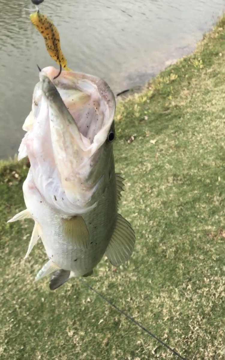 Stevengomez55's tweet photo. I need to get back on my fishing game😞 https://t.co/fSXNkej6vJ
