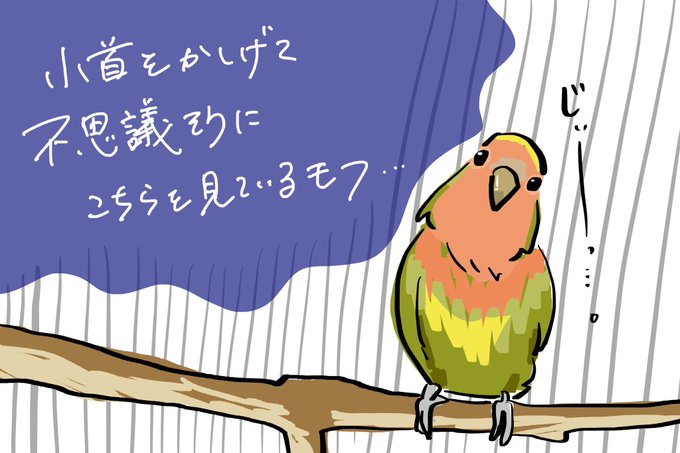 コザクラインコのtwitterイラスト検索結果 コザクラインコのtwitterイラスト検索結果