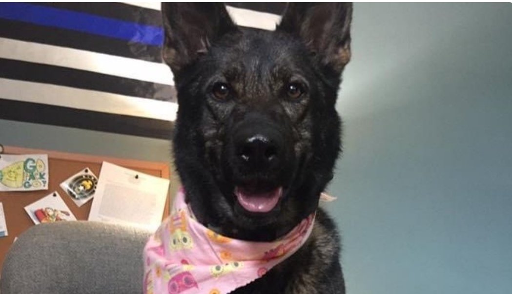 k9sofvalor's tweet photo. 🚨Retired K9 Dixie Needs Help

K9 Dixie has torn her ACL &amp; desperately needs surgery. Her Dad has worked very hard to come up w/ all of the money, but he is still $1,825 short for the surgery scheduled Dec 10th. Surgery will not happen w/out the $.

Help⬇️
https://t.co/0yoriNl7Gs https://t.co/llI0tCwvnT