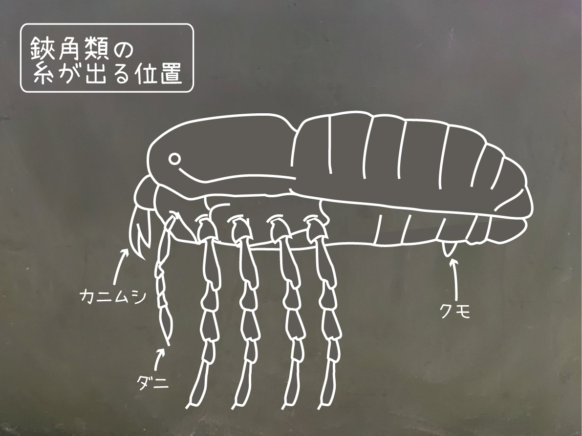 企画展のために蟲の糸が出るところや糸を作るところを調べてます。
昆虫は主に下唇とお尻、稀に前脚で、鋏角類は鋏角や触肢、腹部付属肢などと色々です。

他にも、貝類やナメクジ、コムカデと糸を出す生き物はいます。
