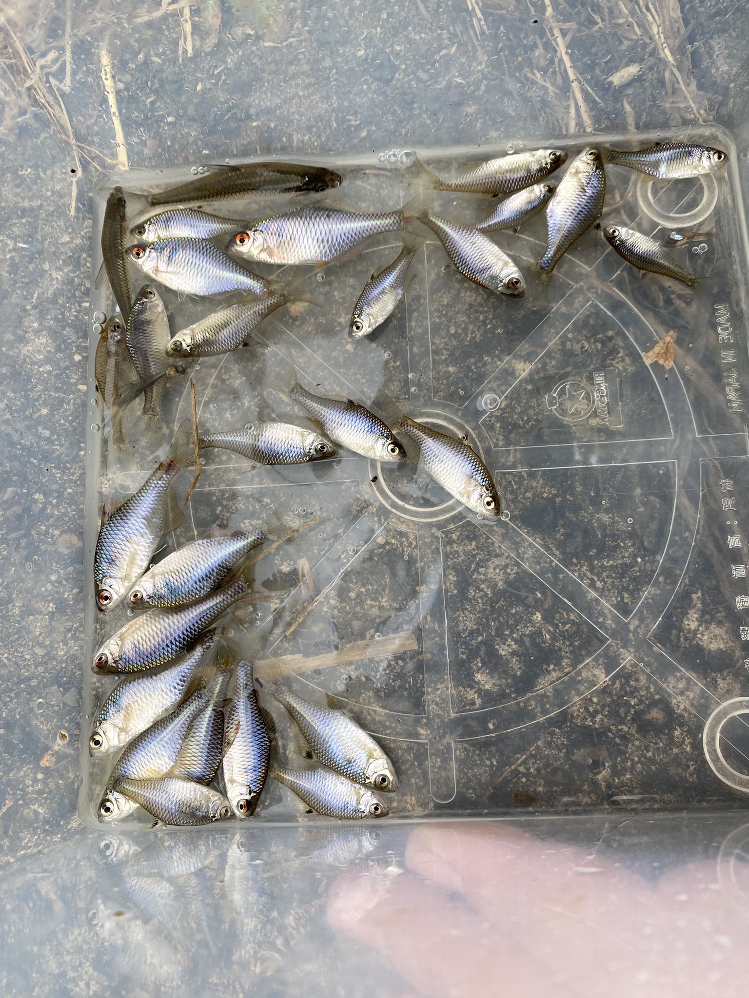 まなじろ クソ寒い霞ヶ浦 タナゴ釣りしてきました 大好きな真冬のバラタナゴ釣り 2時間ぐらいで 飽きない程度にポロポロ釣れました 幸釣零一二も入魂完了