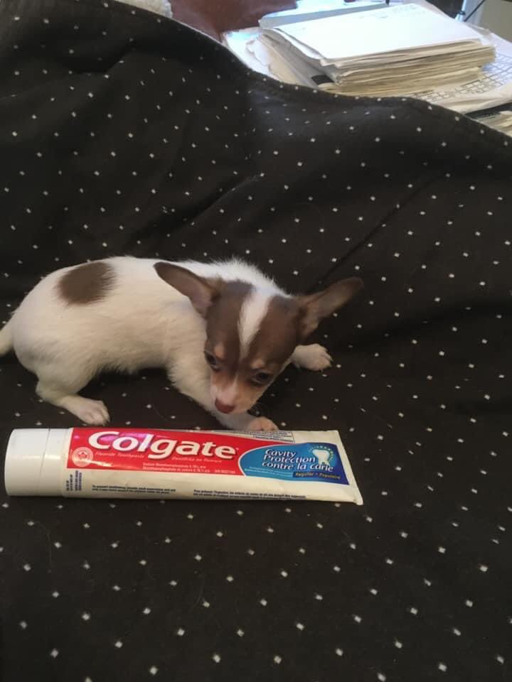 VuttonCheung's tweet image. Just got news  today on my Louis.  He is eating and drinking water on his own.  Tomorrow he goes for shots and deworming.  I can pick him up Sunday instead of Tuesday.  Great,  earlier than next Tuesday.  I am all ready for him.  Playpen set up.