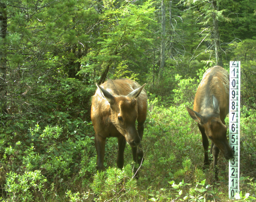 adamTford's tweet photo. 🚨PhD Student Position Available🚨

I am recruiting a student for work on the movement ecology and restoration of Roosevelt elk on Vancouver Island, BC, Canada. 

I would appreciate it if you could spread the word!
https://t.co/G7PWOcQmzP

#MovementEcology #phdchat #phdlife https://t.co/zNlOtQxirK