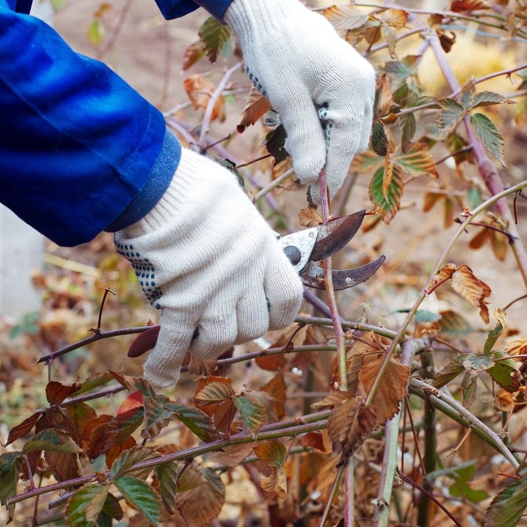 bestleafscoops's tweet photo. @harvest_to_table_com Pruning Berries
Prune black currants, gooseberries, raspberries, and blackberries after a hard frost. Berry pruning can continue until late winter. Cut blackberry and hybrid berry canes that fruited this year back to soil level; tie newly formed canes to sup https://t.co/k5hFl11wgM
