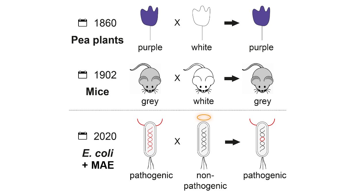 Super excited to share a preprint (biorxiv.org/content/10.110…) for one of the lab’s long term, ambitious projects - doing effective, genome-scale, sexual genetics in E. coli. This is making F1 hybrids in bacteria! We call our new technique MAE (Mass Allelic Exchange) - 1/14
