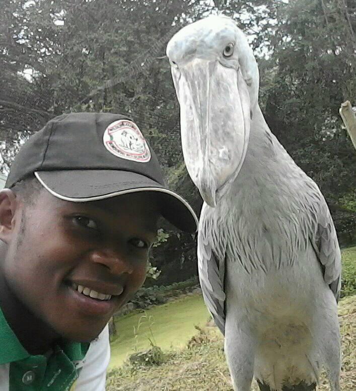 EducatorsIz's tweet photo. Faces of IZE: Stories of zoo &amp; aquarium educators from around the world. 
Name: Julius MWESIGYE
Institution: Uganda Wildlife Conservation Education Centre
Years as educator: 6
Favourite animal: shoe bill stork
#ize #zooaquariumeducators #izeducators #izeday2020 #izeday https://t.co/sGM6c7yKdu