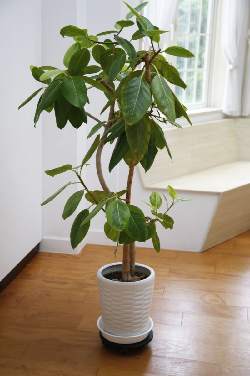 水曜日 大洪水 モック 観葉 植物 ゴム の 木 花 言葉 有毒 パット ヤング