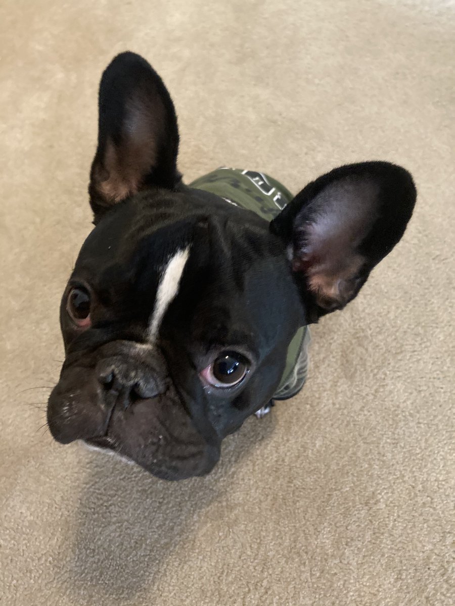 Jhawk96's tweet photo. My ❤️

#AdonisTheFrenchie #doglife #LFKpets #PetsLFK #frenchie #frenchbulldog https://t.co/C90OPmPcAM