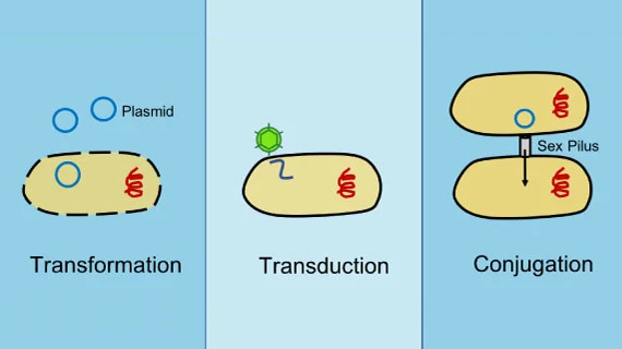 E. coli is not naturally competent, but we have long known that we can transfer alleles between strains, making “sexual hybrids”, using the traditional trinity of transfer techniques: transformation, transduction, or conjugation. 4/14