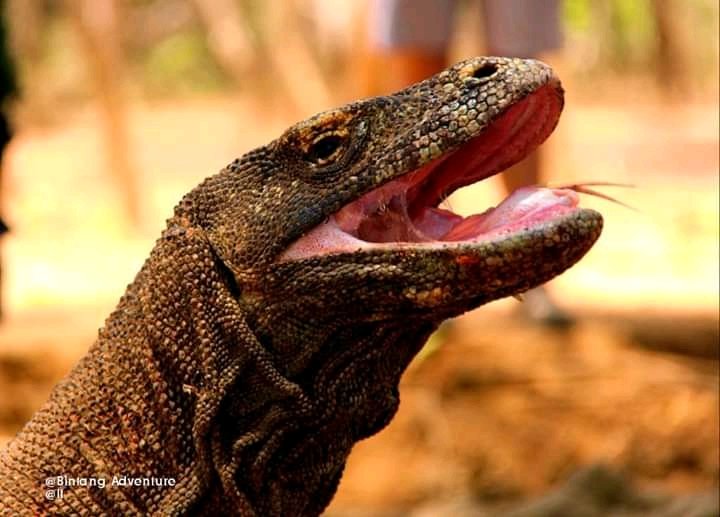 DominggusKoro3's tweet photo. #EXOTICAFLORES
#ETHNICCULTURE
#WILDLIFE
#QUALITYTOUR
#BEAUTIFULADVENTURE
Package 4D/3N IDR 3.500.000/pax fullboard meals
culture performance, volcano hike or island hopping (choice), 3 colored craters, traditional village
Hotline +62 812 4625 0171 https://t.co/qQPI2ssb26