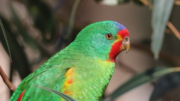 BirdlifeOz's tweet image. Fewer than 300 swift parrots left: @ANUFennerSchool "The rate of decline of Swift Parrots suggested by this study shows just how desperate the situation is” says @Samantha_Vine_ Head of Conservation @BirdlifeOz 
Swift action is needed 💔 actforbirds.org/stopextinctions
📷 Leigh Pieterse