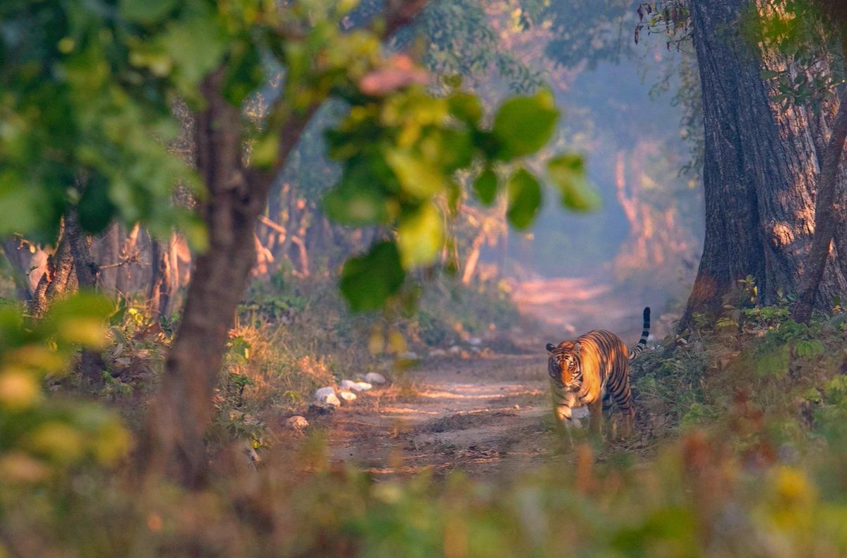Rajaji National Park and Tiger Reserve tweet media