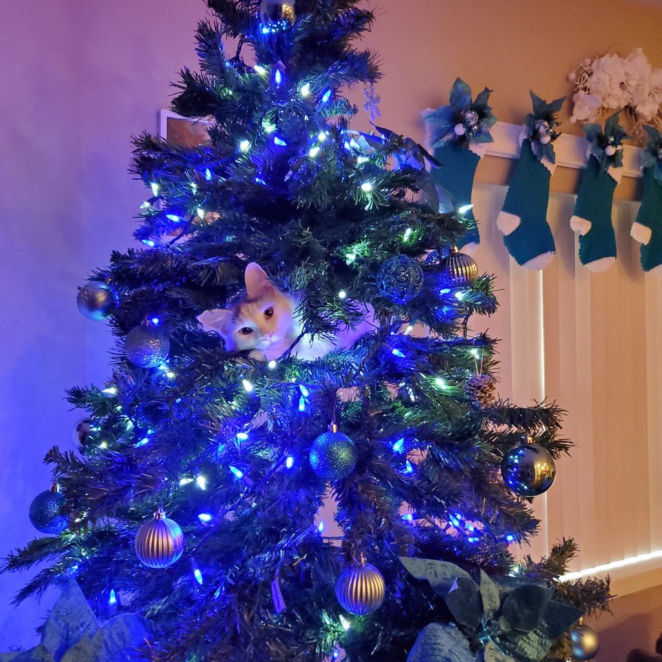 Cats learn young to attack Christmas trees.   #CatsHateChristmas  https://www.reddit.com/r/cats/comments/k53vy3/her_first_christmas/