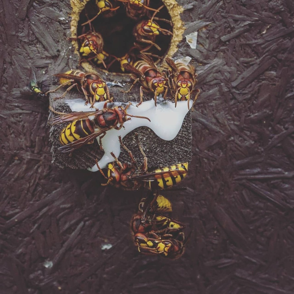 DavidHablutzel's tweet image. Putzen und Akrobatik unter Hornissen

Mehr gibt&apos;s im Youtube Kanal und auf meiner Webseite umsiedlungen.ch mit tollen Bildern und Videos zu den Hornissen, Bienen und Wespen. 

#macrofreaks #insta_macro #macro_turkey #insectguru #insects_of_our_wo… instagr.am/p/CISRpHpnlUL/