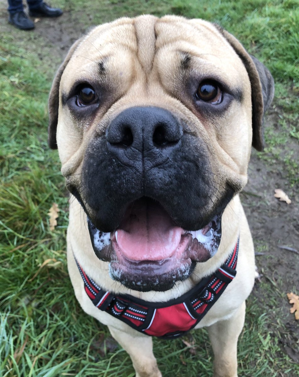 My favourite sort of bull! Mr Groot the one year old bullmastiff pup. Such a cheeky,lovable boy 💙🐶
#bullmastiff #bullmastiffpuppy #bigdog #bigdogenergy #bull #lovabledog #dogwalkernorwich #dogsoftwitter #dogs #Dog #puppy #puppylove #puplove #welovedogs