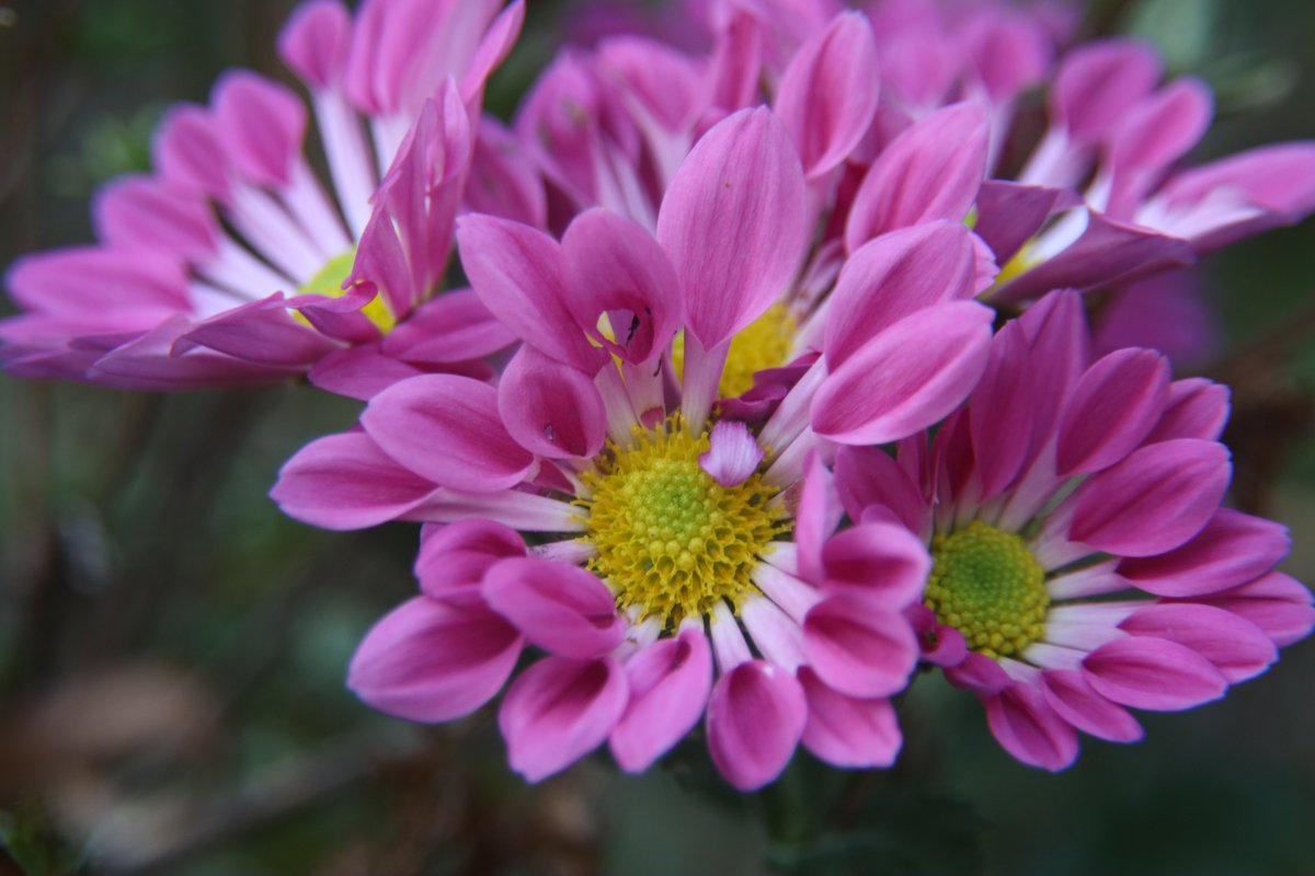 Chrysanthemum 😃
