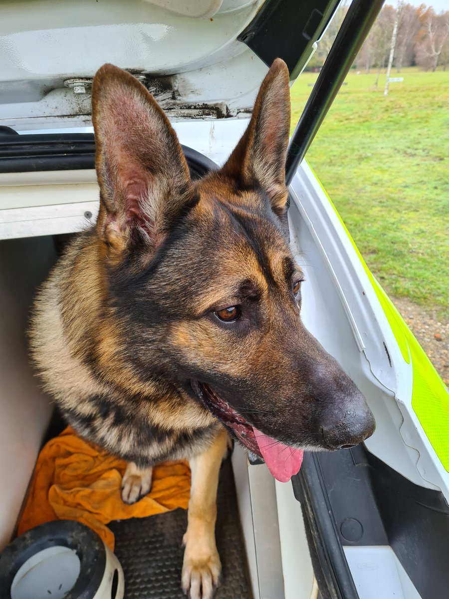 sspoldogsection's tweet photo. Another fun day of training for #PDOakley #PDEva #PDIndia #PDLottie @HeronsWey in Tilford #GSD 🐾🐶CH https://t.co/M1pRPV4eVR