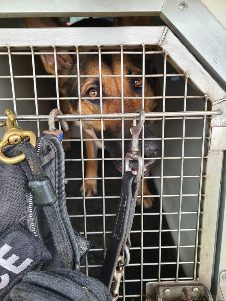 sspoldogsection's tweet photo. Another fun day of training for #PDOakley #PDEva #PDIndia #PDLottie @HeronsWey in Tilford #GSD 🐾🐶CH https://t.co/M1pRPV4eVR