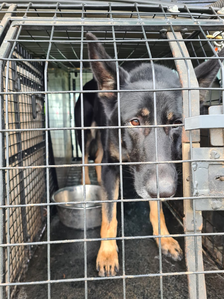 sspoldogsection's tweet photo. Another fun day of training for #PDOakley #PDEva #PDIndia #PDLottie @HeronsWey in Tilford #GSD 🐾🐶CH https://t.co/M1pRPV4eVR