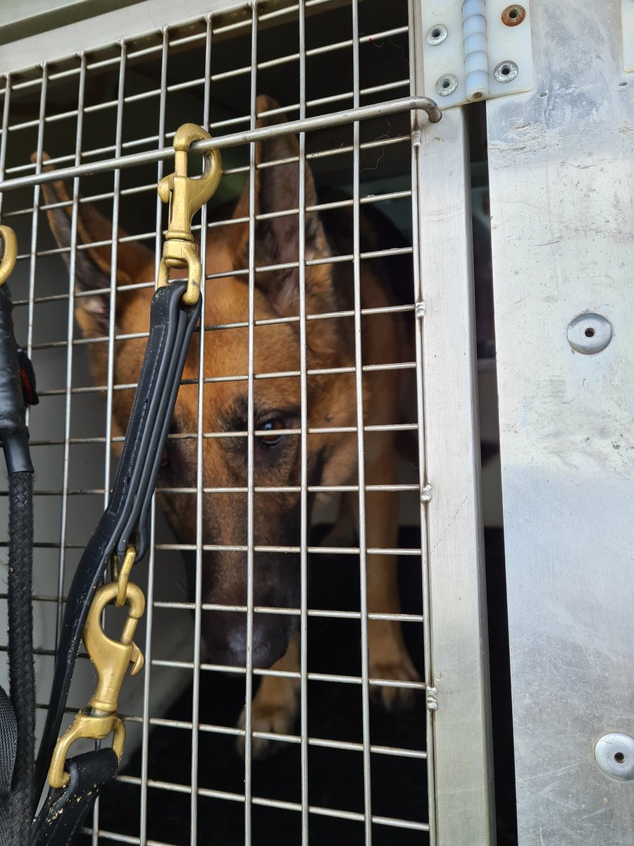 sspoldogsection's tweet photo. Another fun day of training for #PDOakley #PDEva #PDIndia #PDLottie @HeronsWey in Tilford #GSD 🐾🐶CH https://t.co/M1pRPV4eVR