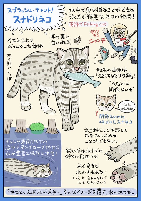 漁るネコこと「スナドリネコ」の話題を見かけたので図解してみました。泳ぎの苦手なネコが夢見る(かもしれない)水中ハンティングを可能とするネコの仲間。体つきや前足からしっぽまで、水の中での活動に最適なボディに進化しました。子ネコの頃から水と触れ合う、ナチュラルボーン「水のネコ」です。 