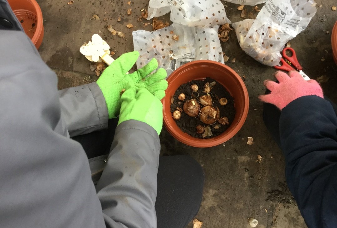 SchoolMillfield's tweet photo. The children are planting daffodils and crocus for the Canal and River Trust. They will be transplanted to canal towpaths in the Spring.
@CRTExplorers https://t.co/9NYMPseUxT
