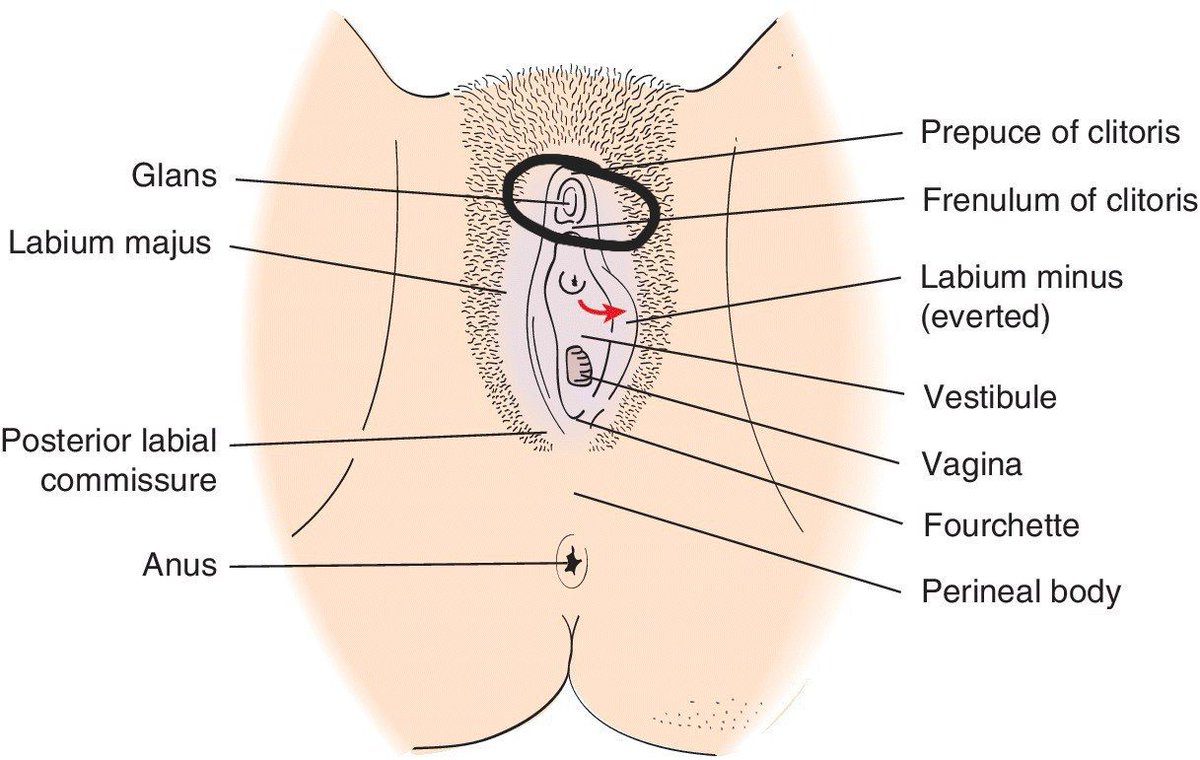 The top of what you’re feeling is your clitoral shaft. Keep sliding your finger down, and you will feel the clitoral shaft end before your vaginal opening — "Before your vaginal opening".YES! THAT REGION BEFORE THE PUSSY OPENING