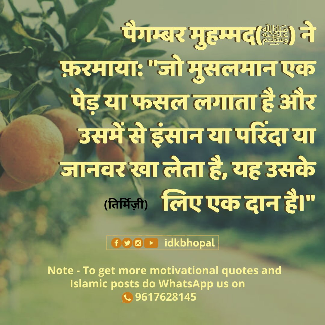 idkbhopal's tweet photo. पैगम्बर मुहम्मद(ﷺ) ने फ़रमाया: "जो मुसलमान एक पेड़ या फसल लगाता है और उसमें से इंसान या परिंदा या जानवर खा लेता है, यह उसके लिए एक दान है।"
#MuhammadForAll #ProphetOfHumanity #ProphetMuhammadSAW #ProphetMuhammadForAll #wednesdaythought https://t.co/PsrhWgwtwi