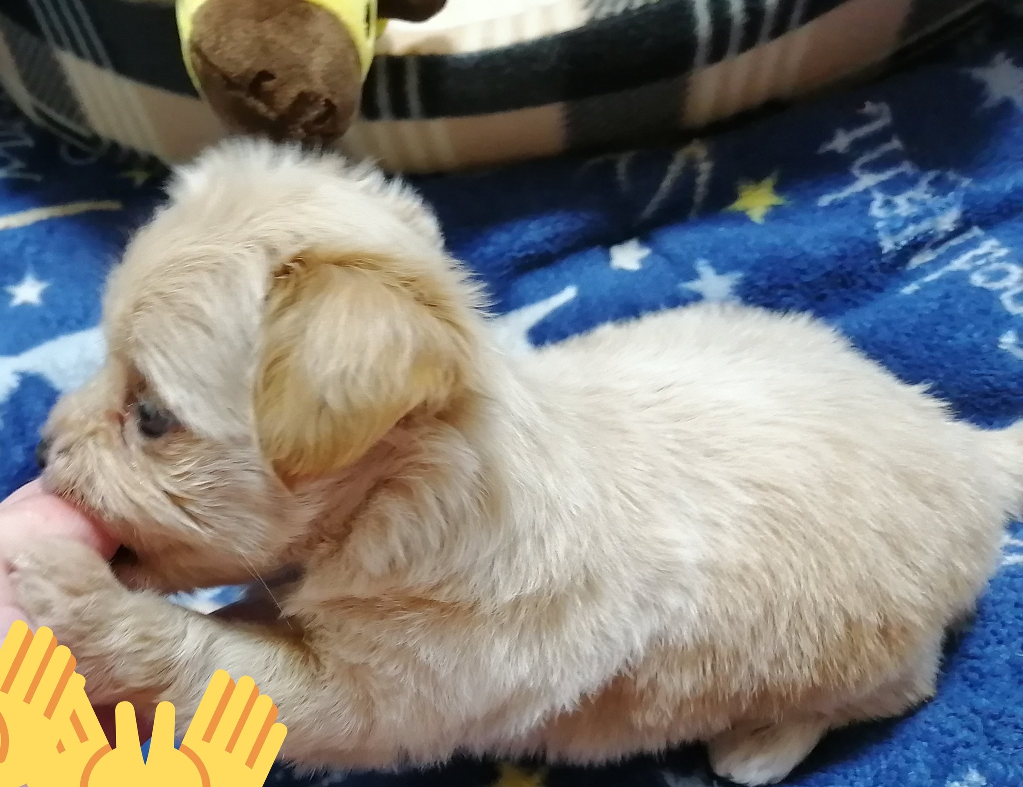 羅依 犬さん到着 全然吠えない 凄くあまがみされる W T Co Zjyw3weque Twitter