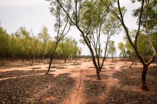 Eucalyptus management takes many forms. It can entail removing lower limbs, thinning trees, or removing stands. Most projects have several phases involving trees, stumps and slash. acrefoundation.org
#organicfarming #agri