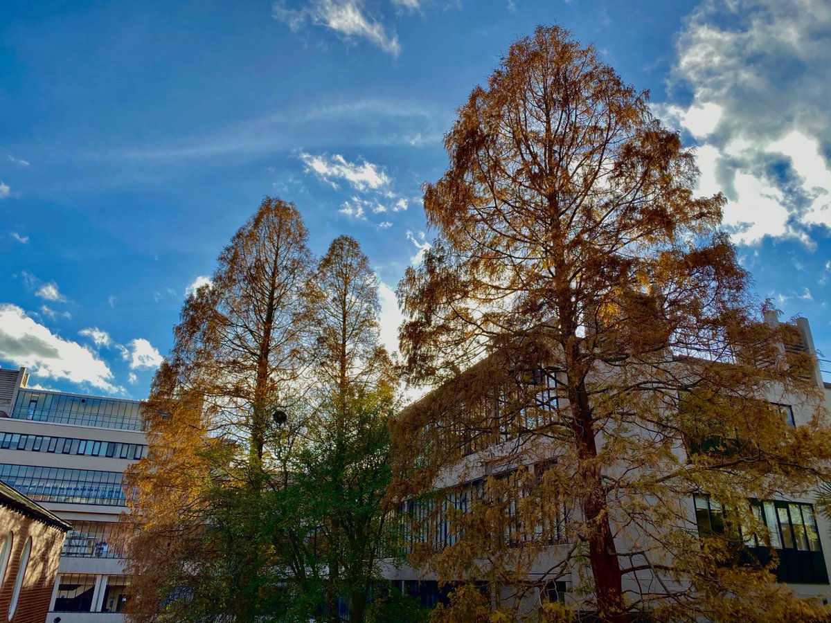 To mark  #NationalTreeWeek, gather around as we tell the long lost tale of the Dawn Redwood trees on campusIt all starts in the Sichuan-Hubei Region of China in 1941