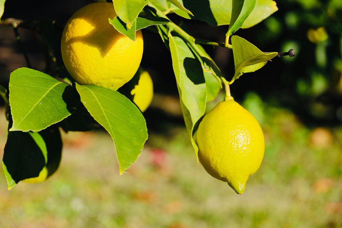 Twitter पर 広島県 イクちゃんち園児が収穫した 広島県庁レモン で若手料理人が競う 料理人コンクール で使用する レモン が 収穫されました 瀬戸内ブランドの象徴である 生産量日本一 の 広島レモン どのような料理になるのでしょうか 料理人