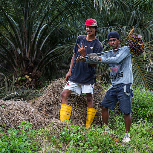 The expansion of  #PalmOil plantations has helped lift more than 10 million Indonesians out of  #poverty since 2000 and supported the livelihoods of 23 million people in 2018 - 4.6 million of them involved in independent smallholdings.