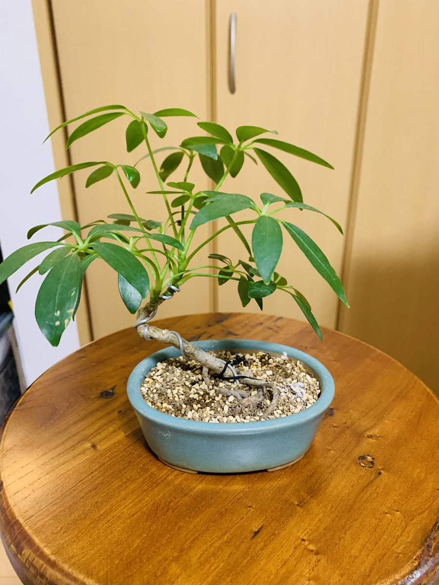 T Koba 私の初盆栽はこれ 観葉植物でお馴染みのシェフレラコンパクタ カポック を盆栽仕立てにしたことがきっかけでした 盆栽 観葉植物 T Koba 私の初盆栽はこれ 観葉植物でお馴染みのシェフレラコンパクタ カポック を盆栽仕立てにしたことがきっかけでした 盆栽 観葉植物