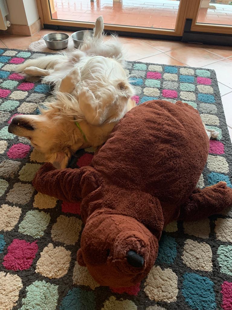 itcinziabellini's tweet photo. Spock e il suo amico Orso... Spock and his friend Orso (the bear)... #amoilmiocane #lovemydog #IoeSpock https://t.co/b9cFhHFW3C