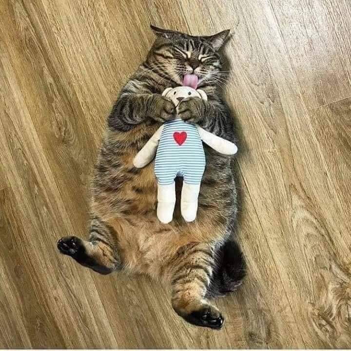 Anyieljr's tweet photo. Kemain dia dapat kawan baru https://t.co/50UJGZTSWp