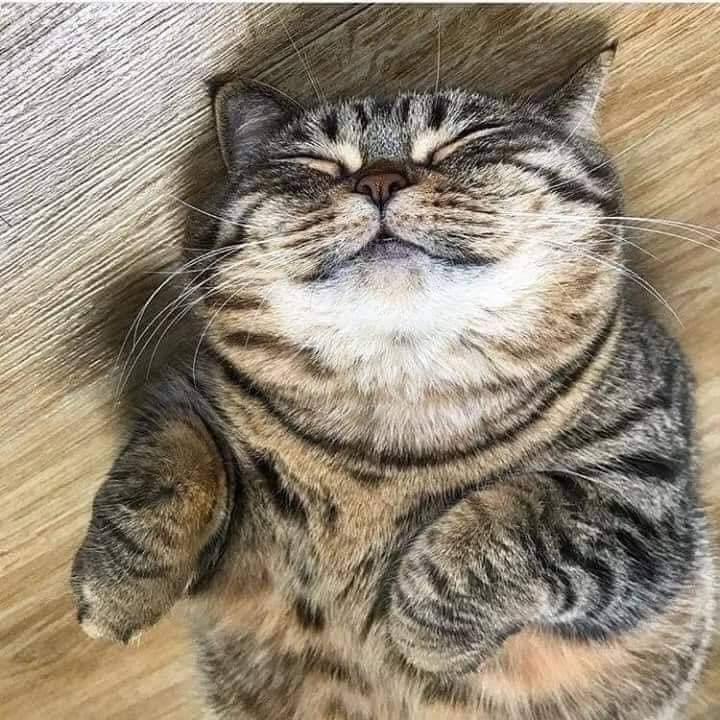 Anyieljr's tweet photo. Kemain dia dapat kawan baru https://t.co/50UJGZTSWp