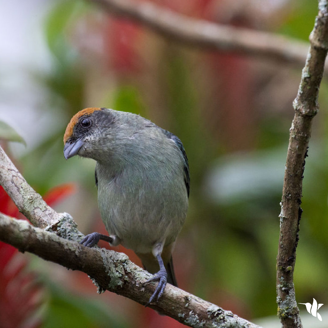 VrestrepoCom's tweet photo. La Tangara Rastrojera, Tangara vitriolina, Scrub Tanager, es una especie casi endémica para Colombia 🇨🇴🇨🇴

Se alimenta principalmente de frutos 🍉🍌 e insectos🐜.  
#spamdeavesmañaneras #birdingcolombia #avesdecolombia #tangara https://t.co/JJvqx2q9v4
