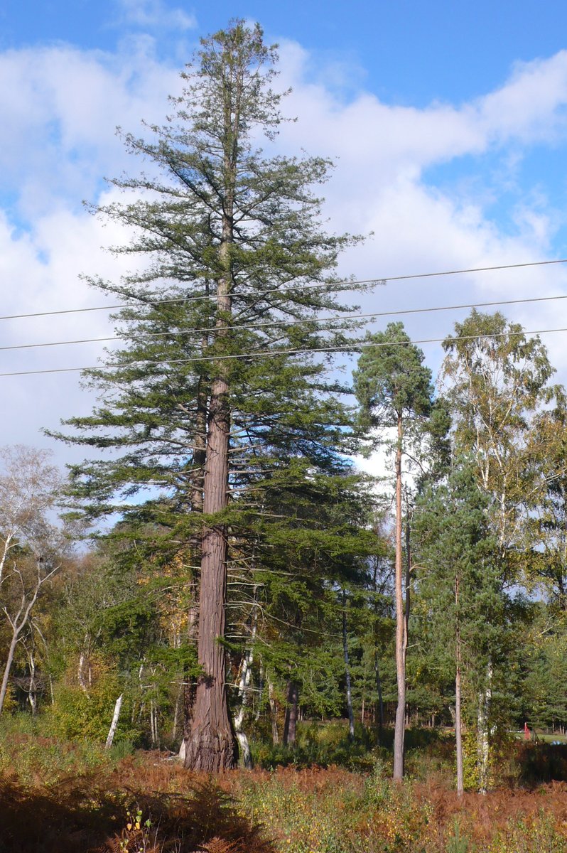 NEThamesSolent's tweet photo. Today's Tree for #NationaTreeWeek is a #Redwood tree 'Sequoia sempervirens' on Crooksbury Common near #Farnham in #Surrey. It conveys a bit of a โJurassic Parkโ feel to the place. https://t.co/bV7MI4Qwr3