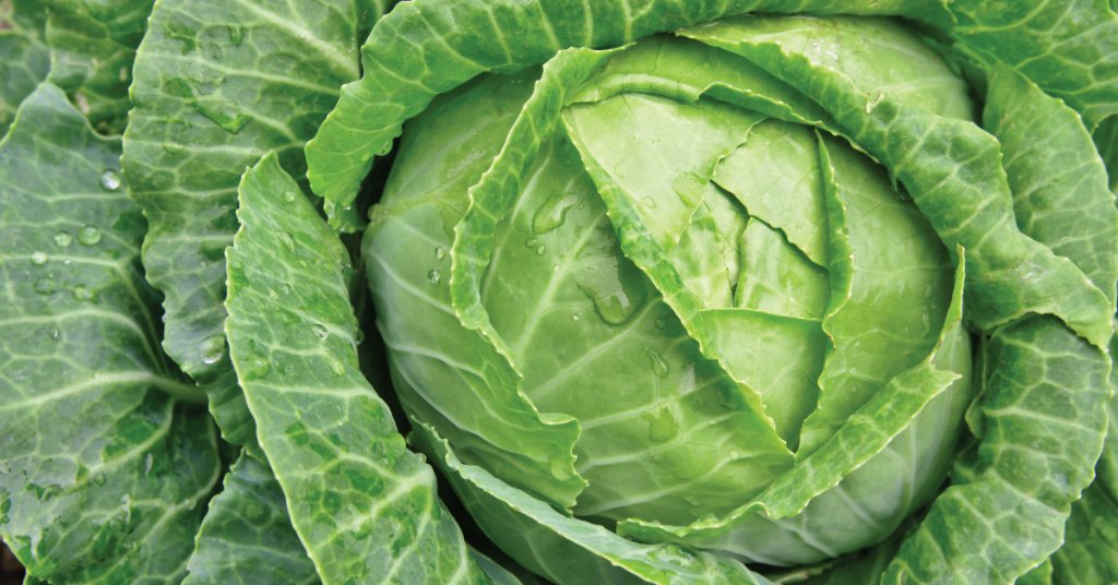 Did you know half a cup of cooked cabbage has about a third the vitamin C you need for the day? It also gives you doses of fiber, folate, potassium, magnesium, vitamins A and K, and more. wb.md/37s0J5F