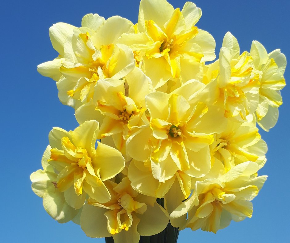 A bunch of lovely Papillon daffodils Donaupark! Enjoy your day 
#narcissus #daffodil #ppennings #holland #bulbgrower