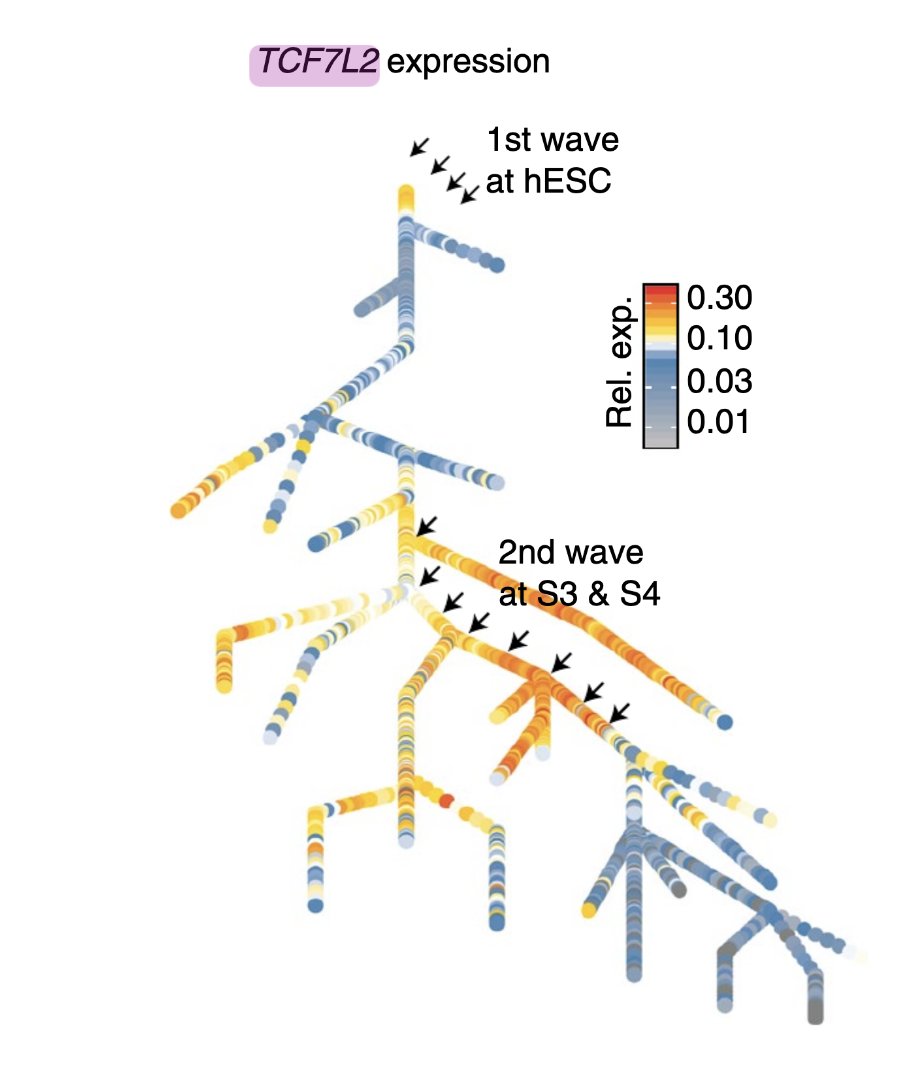 The authors studied expression profile of one gene in particular: TCF7L2, one of the most replicated T2D risk genes. TCFL2 is expressed only during specific developmental stages as visualised in this lineage tree
