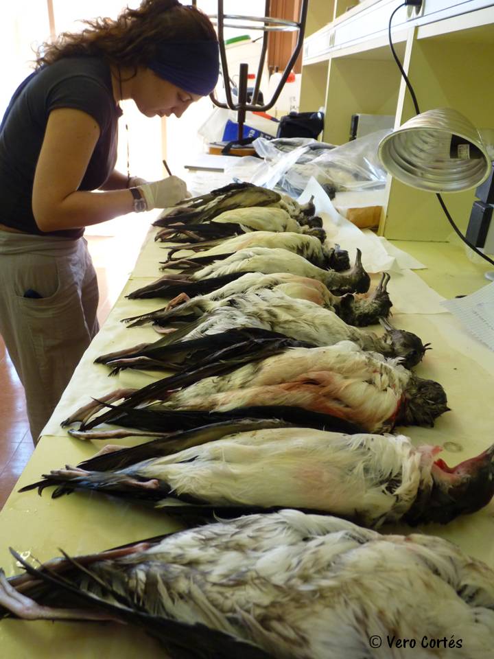 We are looking for candidates for a #postdoc position on #demographic modelling of #seaturtle and #seabird #bycatch in the #CanaryCurrent. Deadline 20th December. Tentative dates for the contract: January 2021 to October 2022. More info sites.google.com/view/seabirdec… <a href="/IRBioUB/">IRBioUB</a> 📸<a href="/vecorse/">Vero Cortés</a>