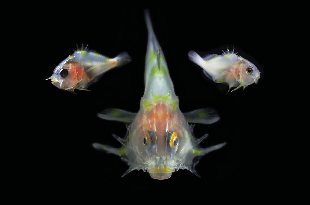 Larval Hawaiian Velvetfish (Caracanthus typicus, ~1cm) sporting extremely formidable head shield and serrated spines. This adaptation to pelagic life is lost in adults, which live in corals &amp; are covered with soft papillae (hence the name). #Larvalfish #FishLarvae #Ichthyology