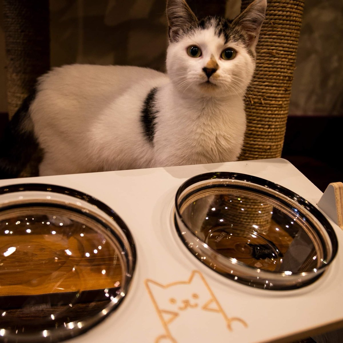 KittyCafeUK1's tweet photo. The Kitty Bowl is launching next week! Our friends at @protohypeuk have creatively designed an elevated food/drink stand that aids your cat’s digestion and makes mealtime a whole lot comfier! Be the first to get your paws on one! #cats #catproduct #kitten
https://t.co/bbIYJF8W15 https://t.co/Hhh4cqynRN